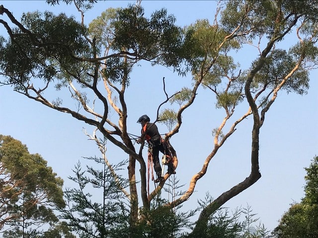 Fundamental Tips For Trimming Trees