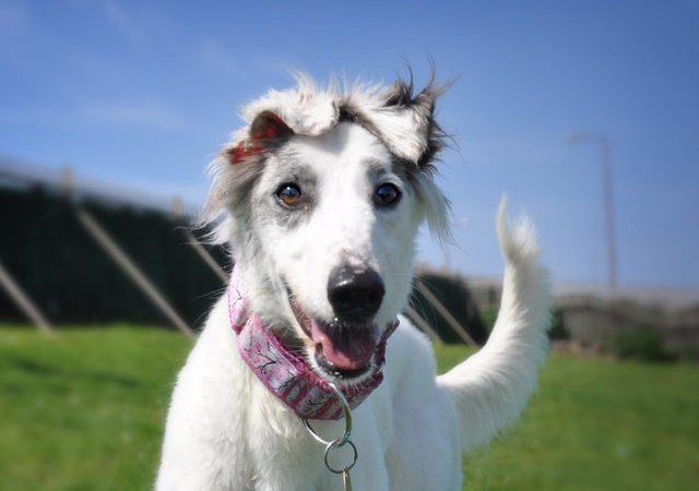 Dog Adoption