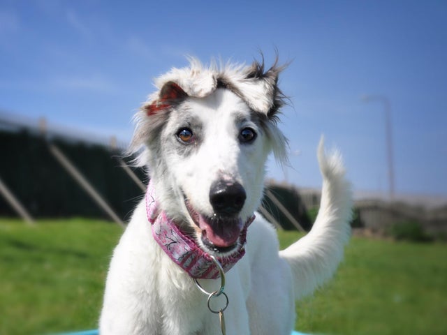 Dog Adoption