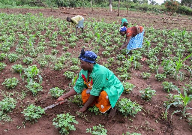 Organic Farming Outlawed